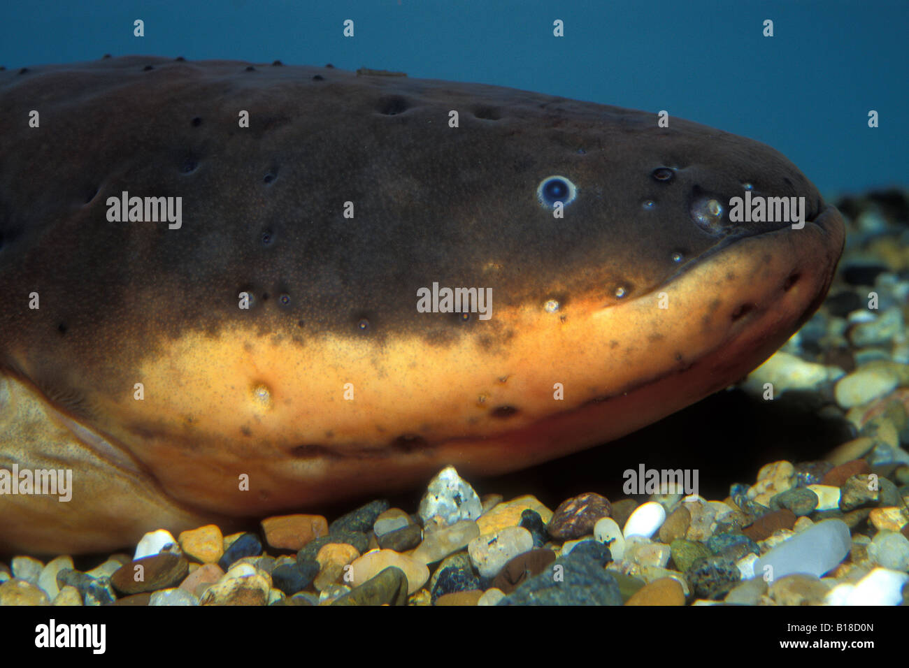 Types Of Electric Eels