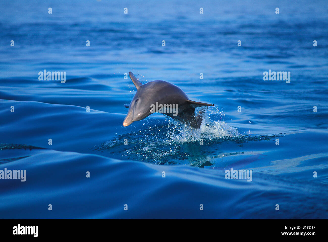 Bottlenose Dolphin Tursiops truncatus Florida Keys Florida USA Stock Photo