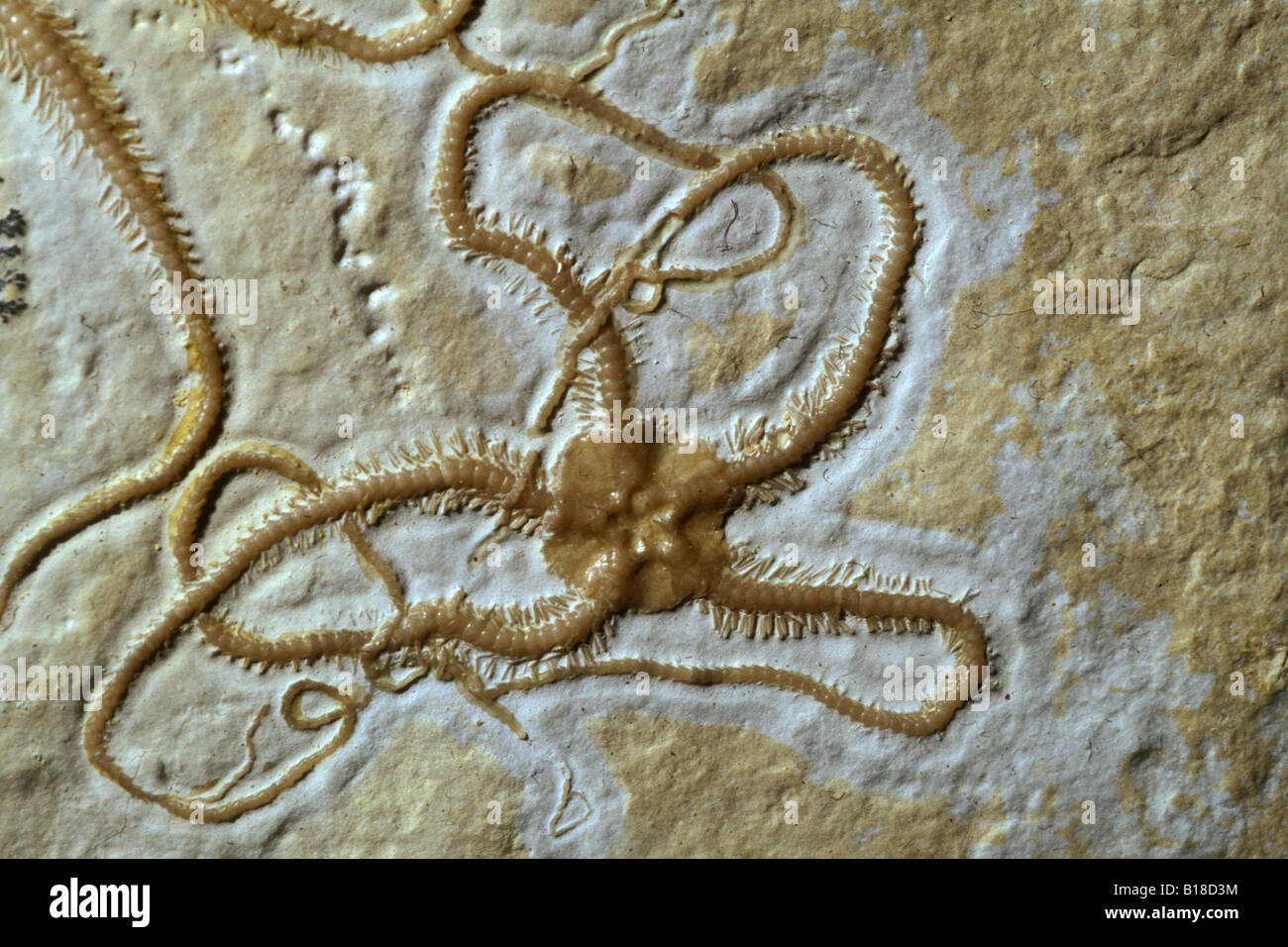 Fossil Brittle Star Jurassic Period Ophiopetra spec Solnhofen Germany
