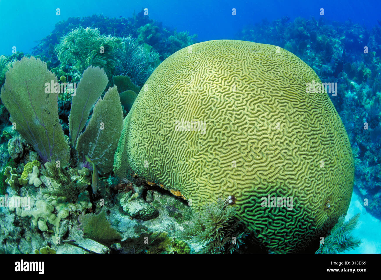 Brain coral hires stock photography and images Alamy