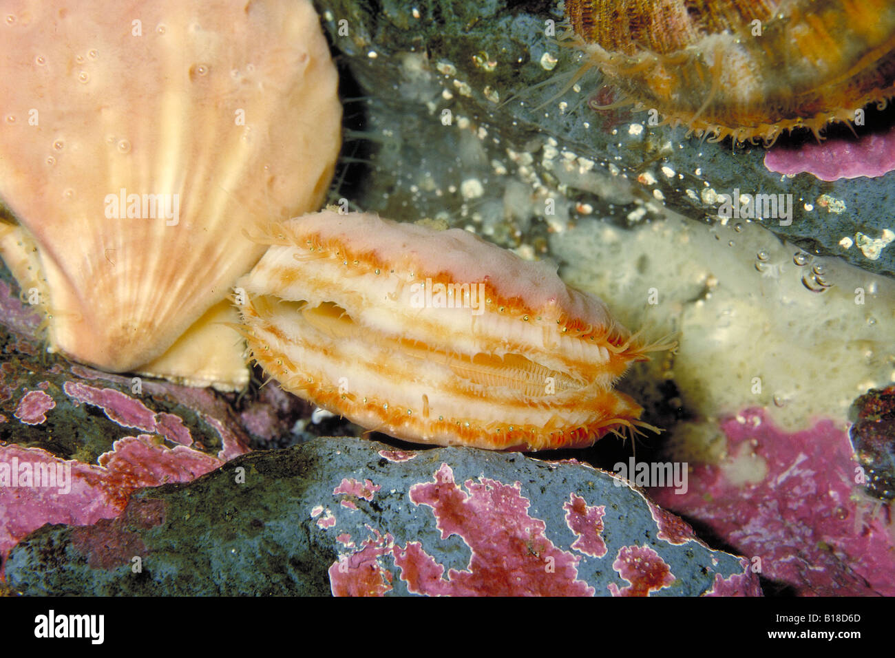 Scallop Washington USA Stock Photo Alamy