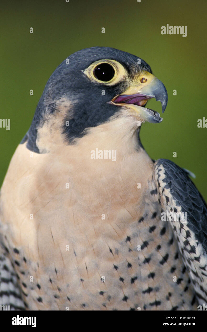 Peregrine Falcon endangered species Falco peregrinus USA Stock Photo ...