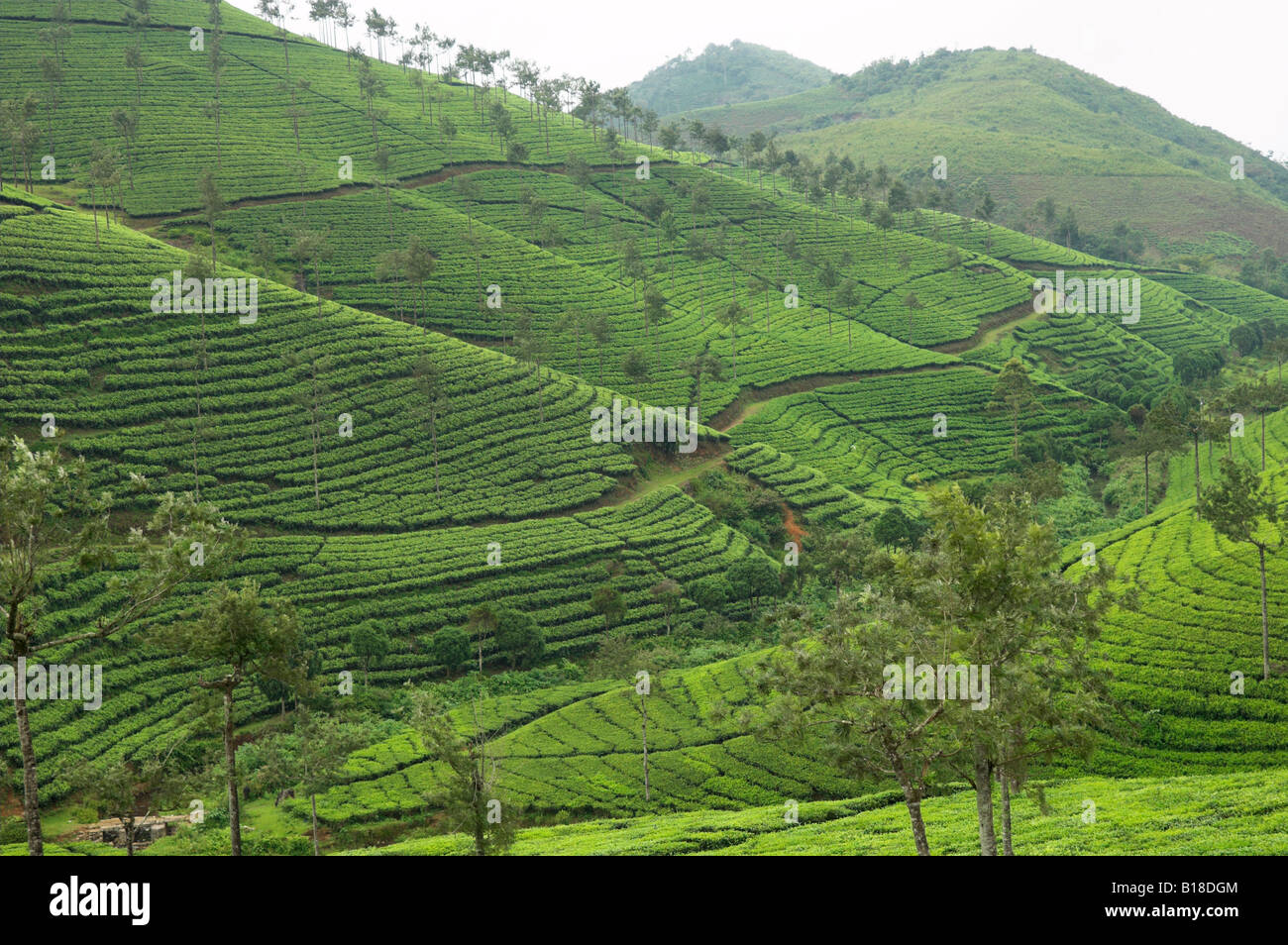 Tea plantation on hillsides near Tekkadi Kerala India Stock Photo