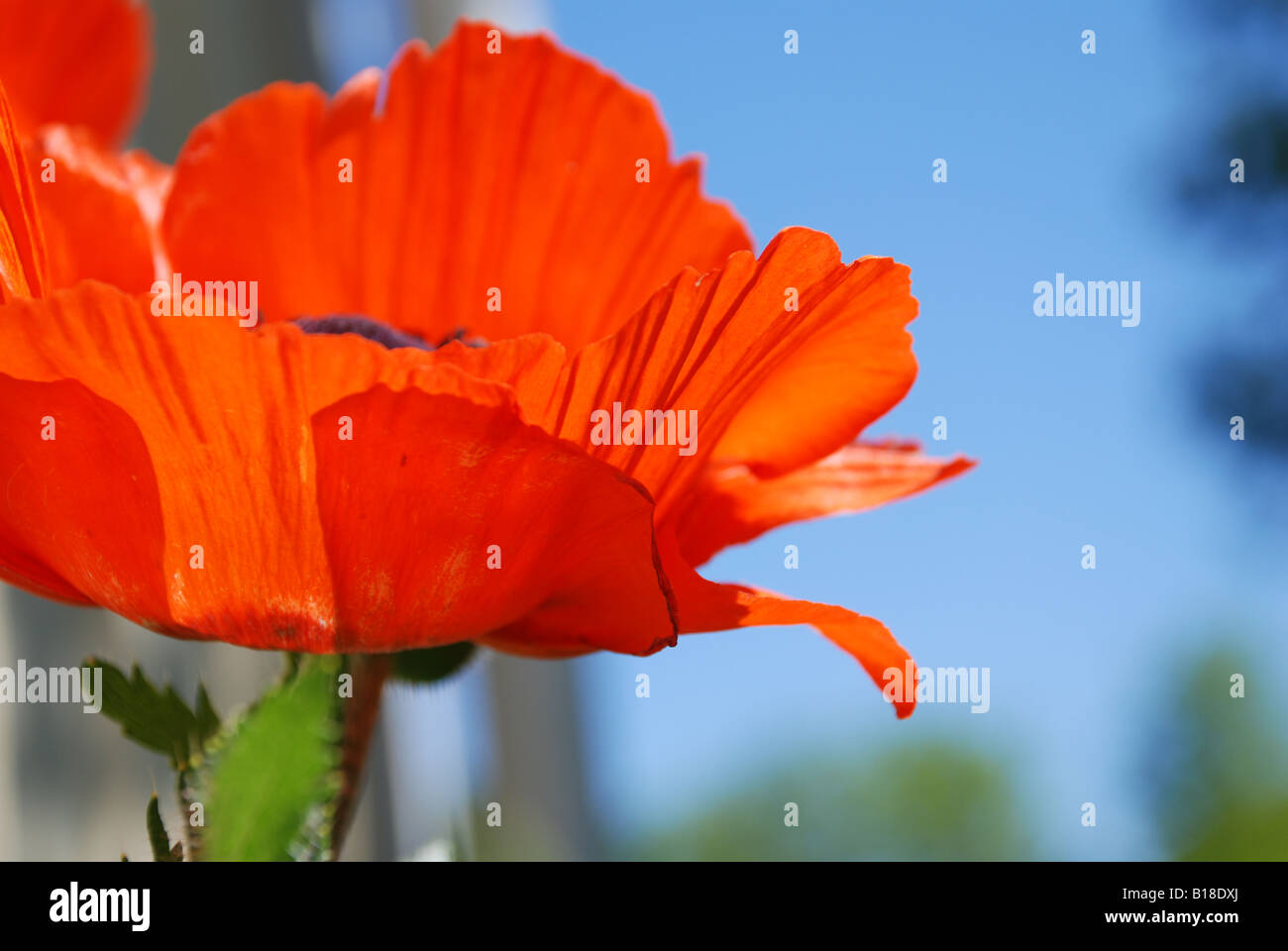 Red poppy against blue sky Stock Photo - Alamy