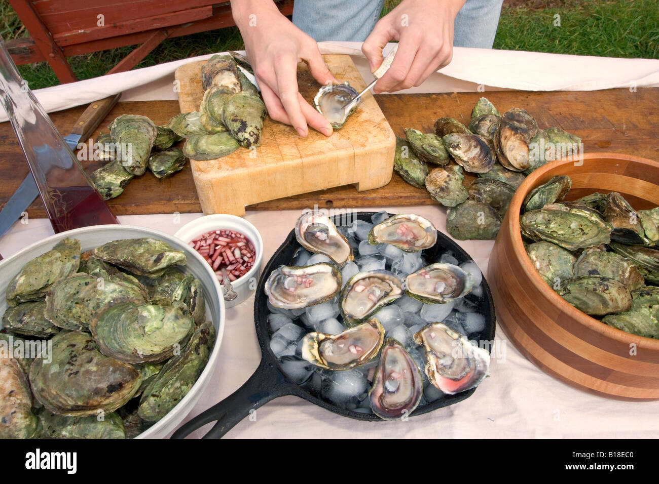 Cultured oysters, shellfish, Food Stock Photo Alamy