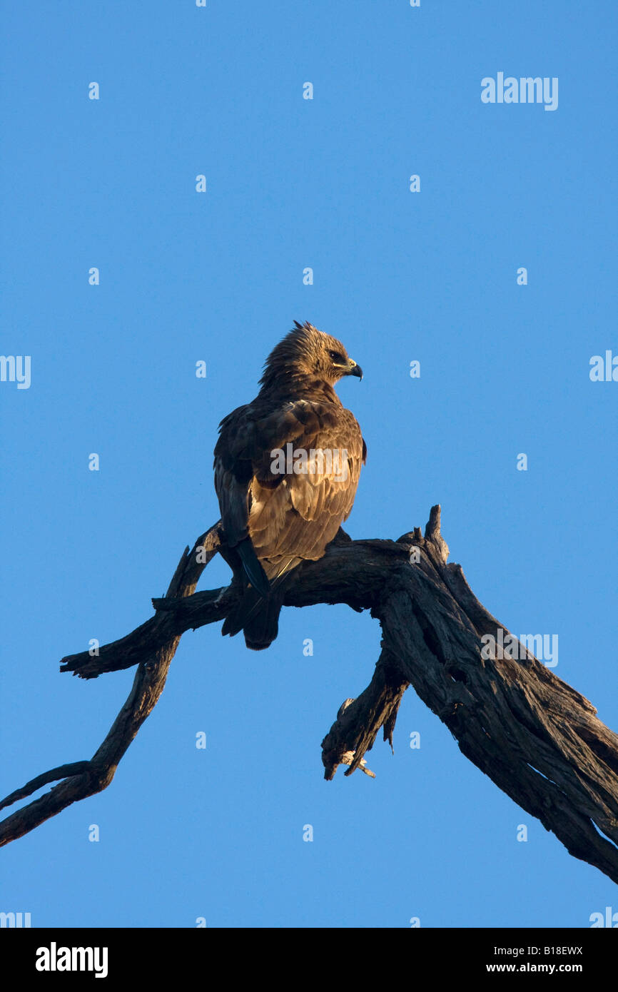 Wahlberg s eagle Botswana Stock Photo