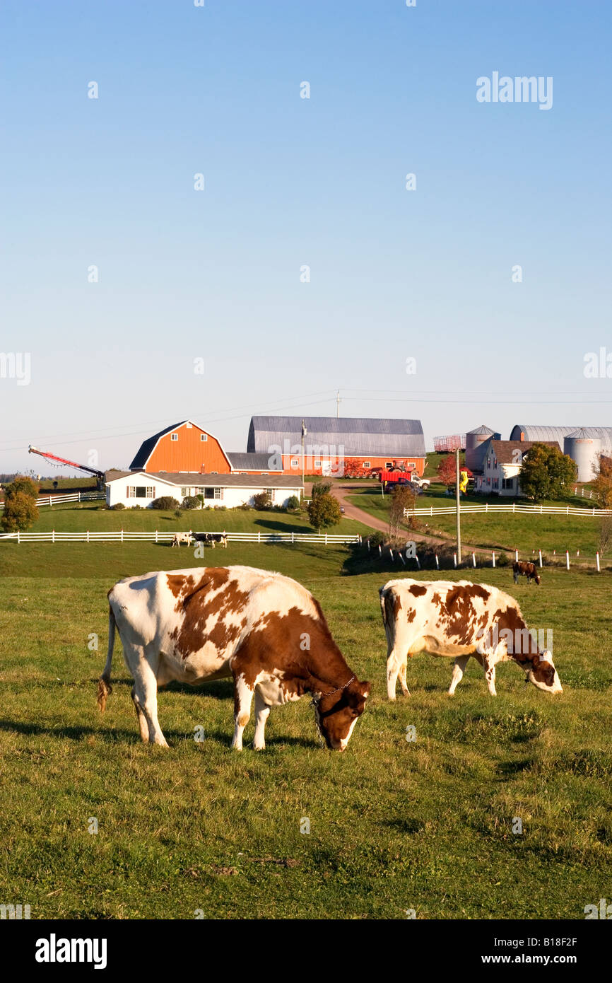 Guernsey, Dairy cows, Fredericton, Prince Edward Island, Canada Stock