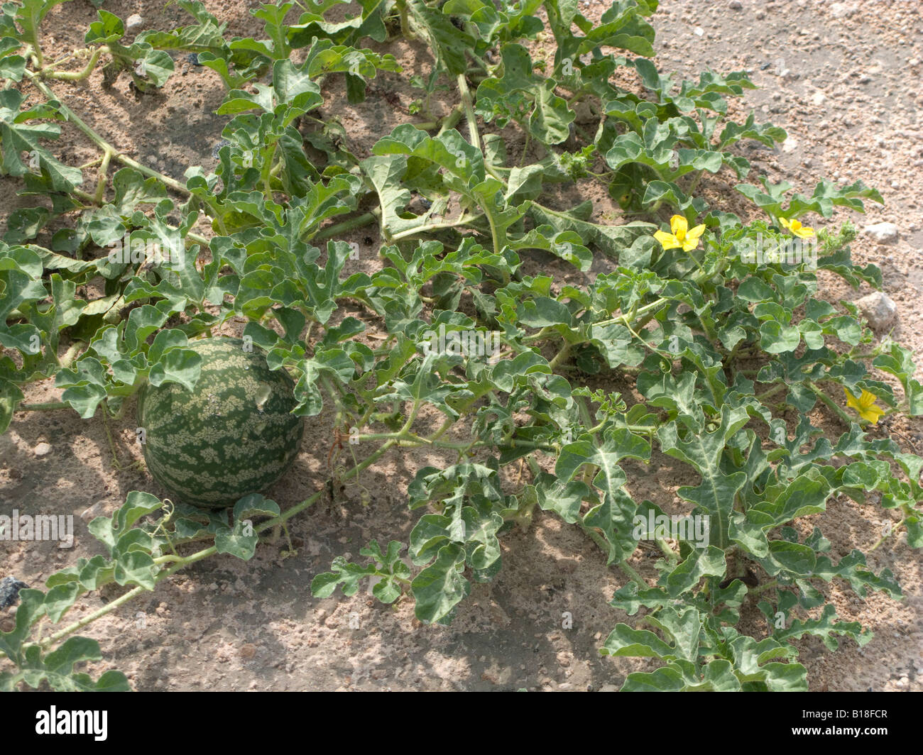 Kalahari melon hi-res stock photography and images - Alamy