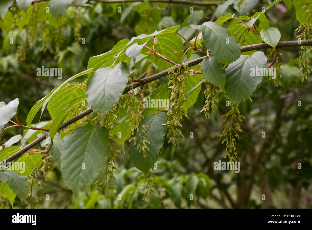 fruits of Acer davidii Stock Photo