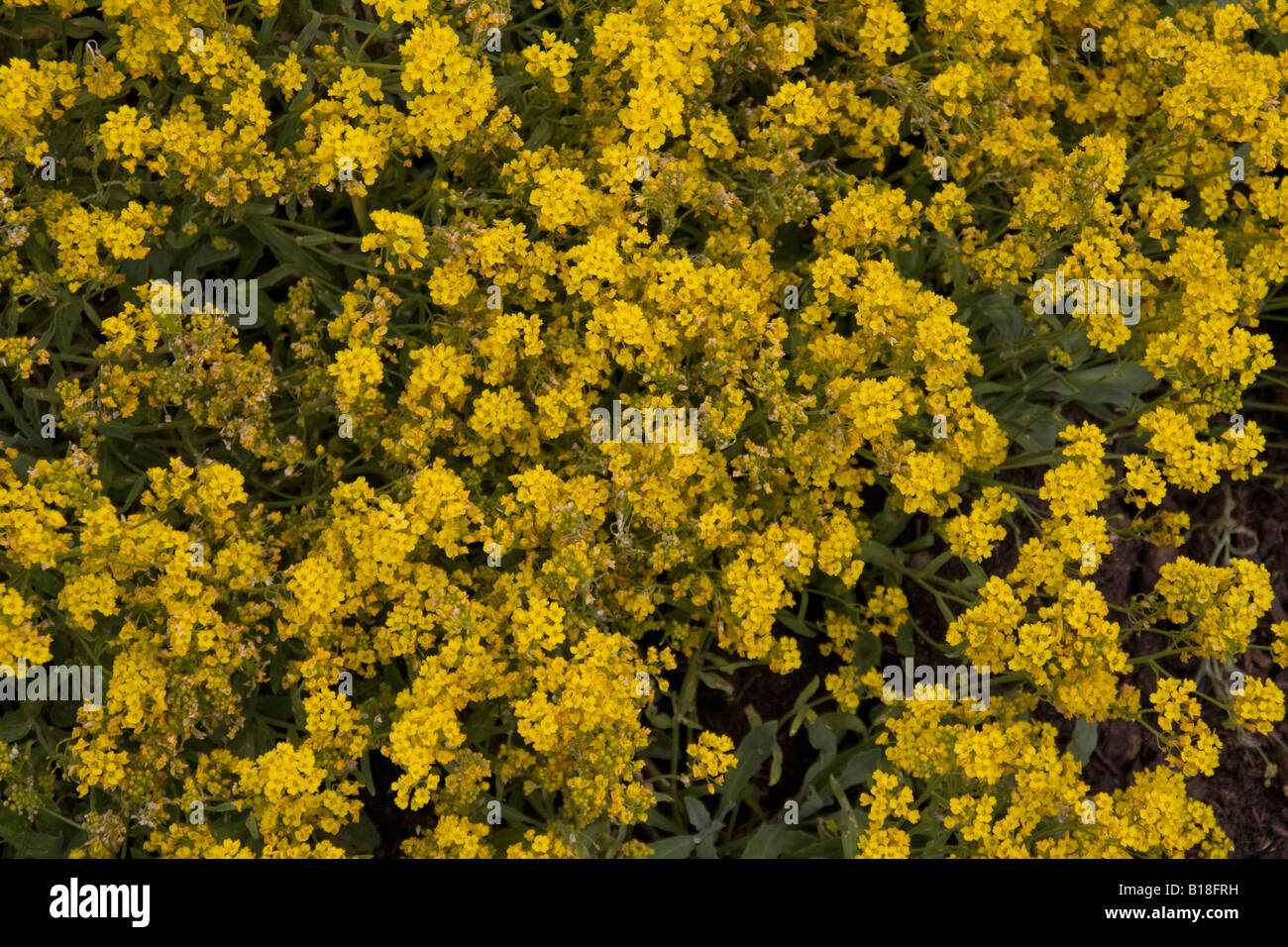 Golden queen alyssum saxatile hi-res stock photography and images - Alamy