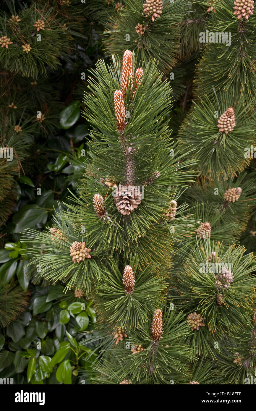 Pinus heldreichii Stock Photo