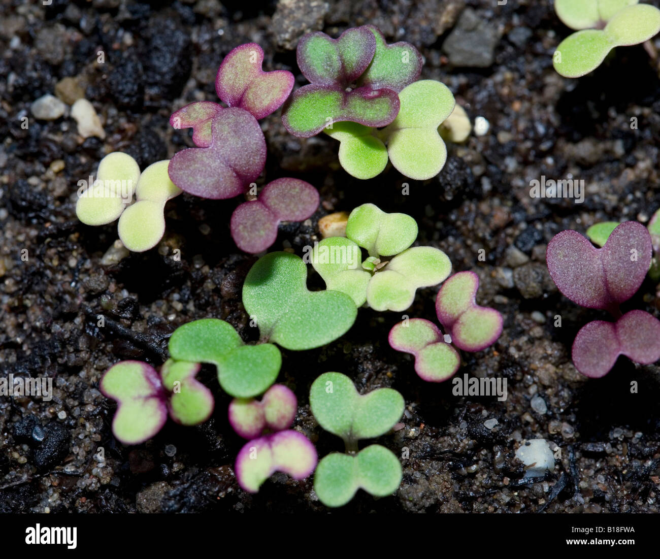 Spicy mix salad seedlings growing in organic compost Stock Photo