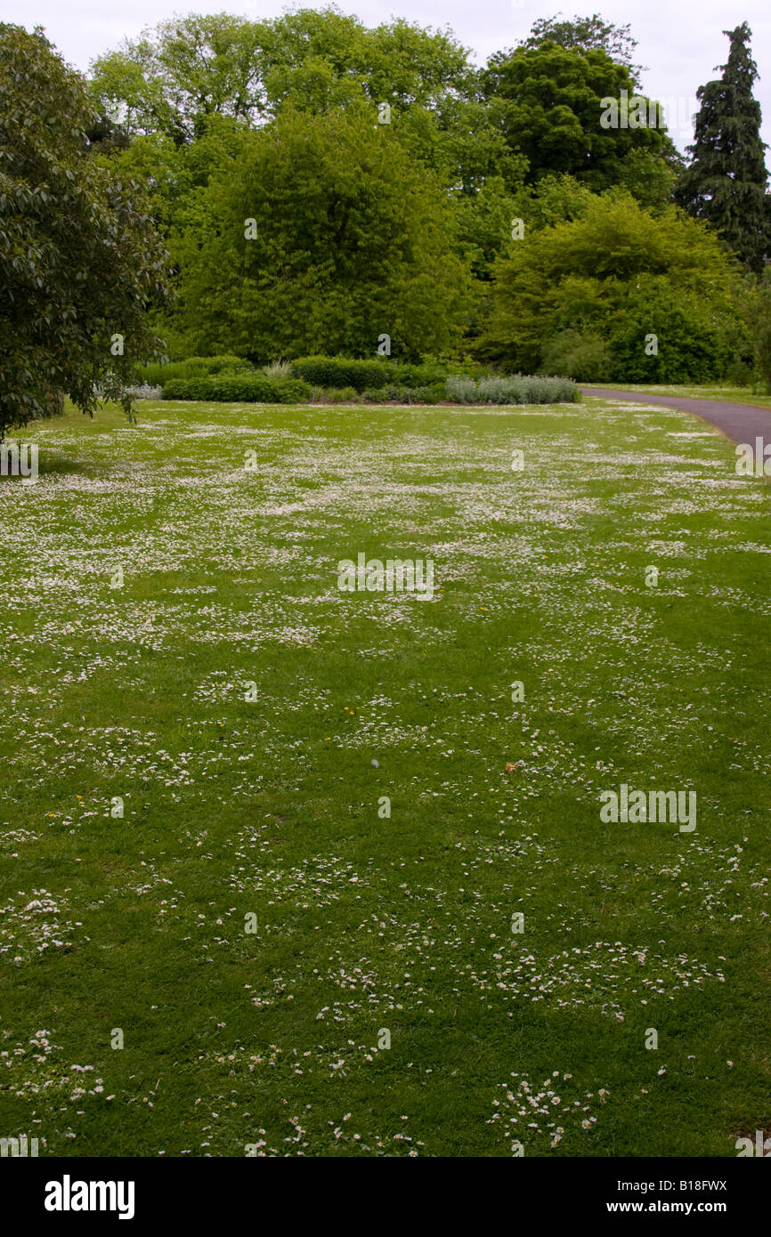 daisy growing on grass lawn Stock Photo Alamy
