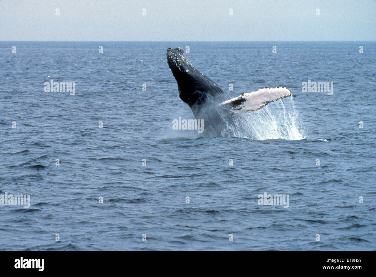 Megaptera novaeangliae, Humpback Whale, breaching,  Mammal, Mammalia, Ocean Stock Photo