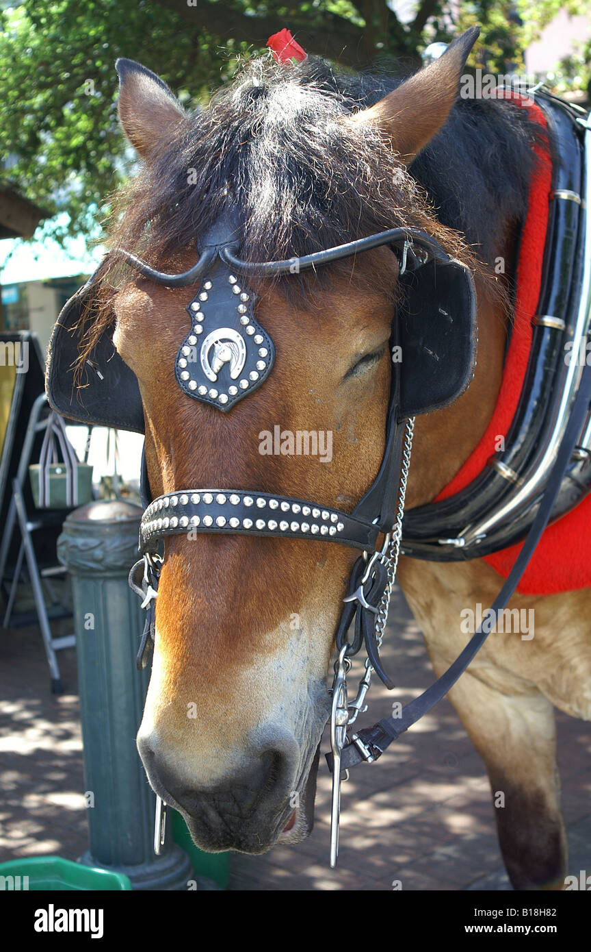 Horse Harness Decorative Stock Photos Horse Harness Decorative