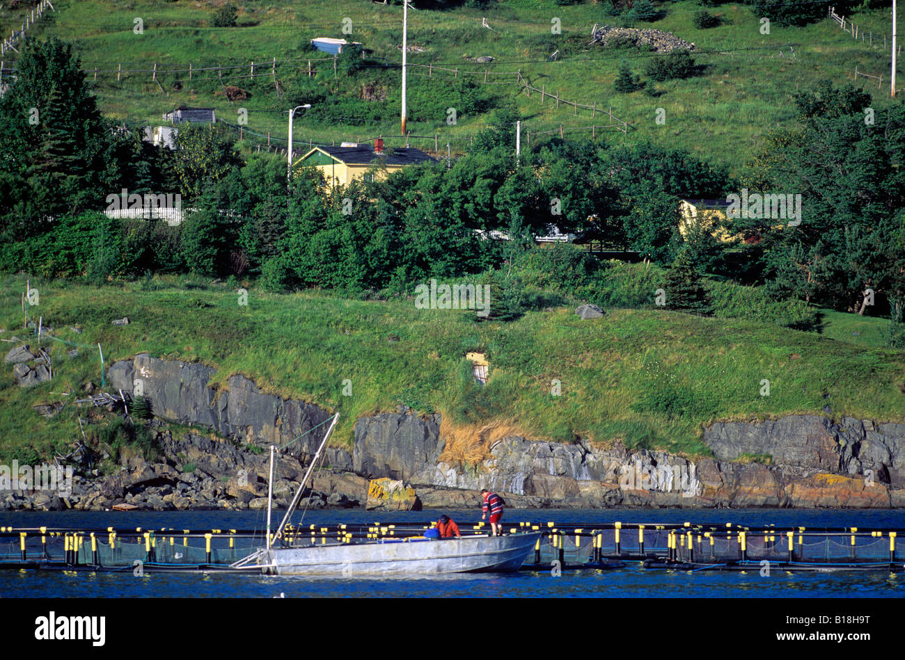 Feeding farm raised cod fish hires stock photography and images Alamy