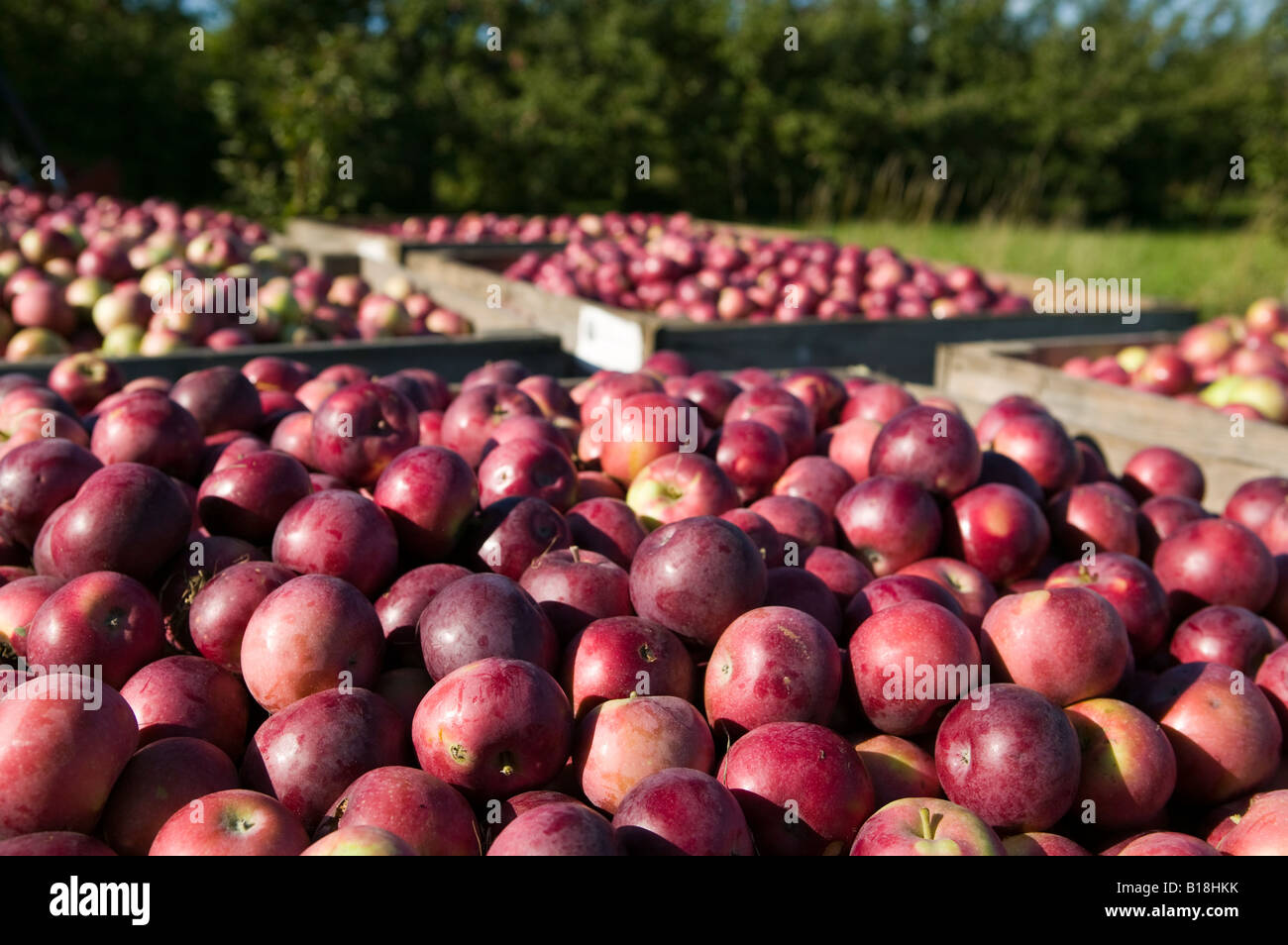 Rougemont apple orchard, Rougemont, Quebec, Canada Stock Photo Alamy