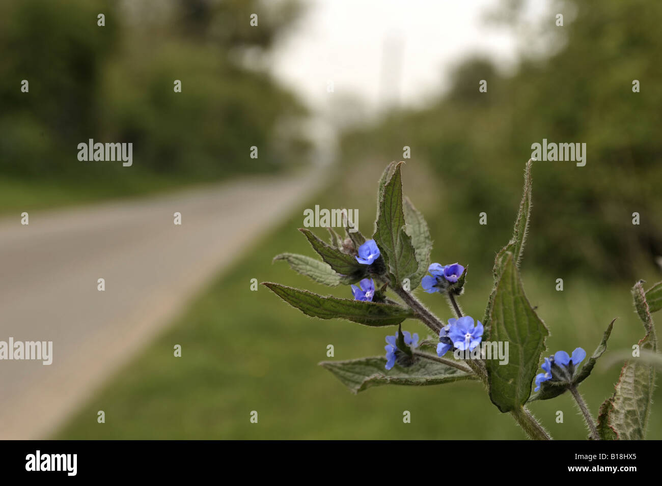 blue wild flower in hedgerow with defocused road on left Stock Photo