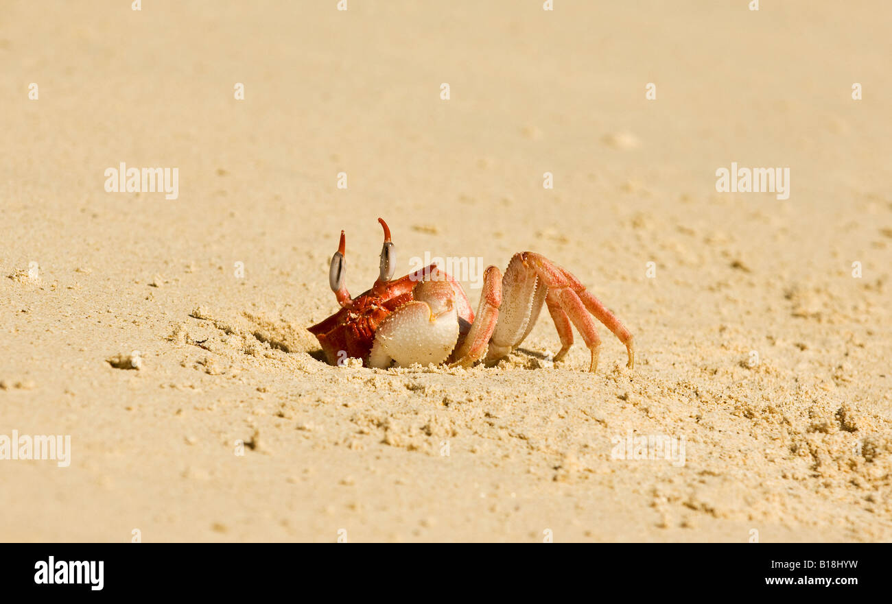 A Galapagos Ghost Crab warily comes out of its burrow Stock Photo