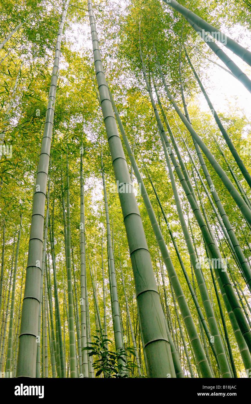 bamboo forest Kyoto Japan Stock Photo