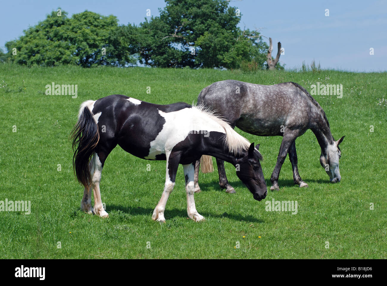 Piebald and grey horses, UK Stock Photo