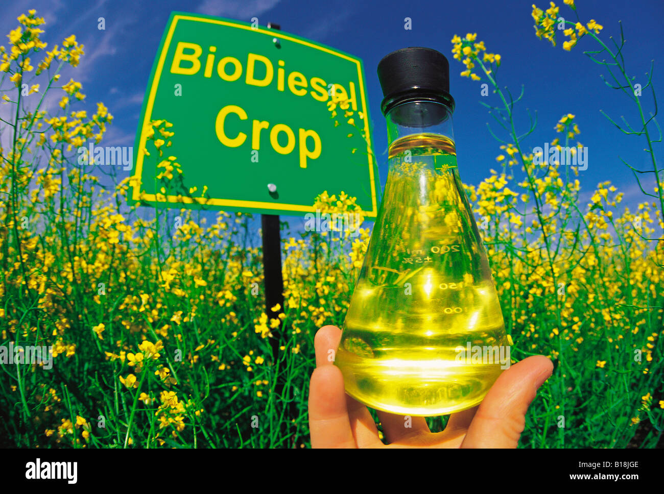 World Biofuel Day: The Importance of Biofuels in the Future - News18