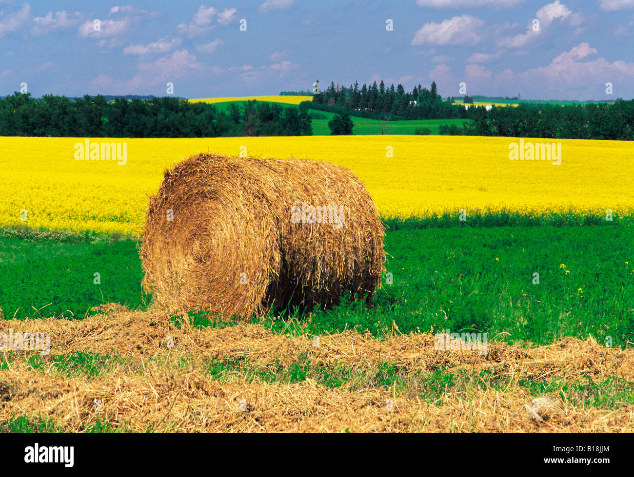 alfalfa, canola fields, Tiger Hills, Manitoba, Canada Stock Photo