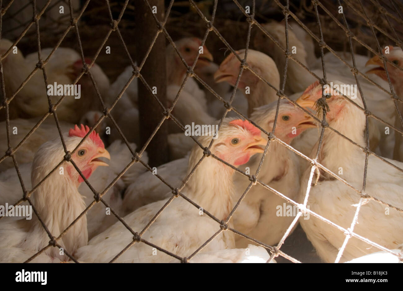 chicken coop in Calcutta poultry market Stock Photo Alamy