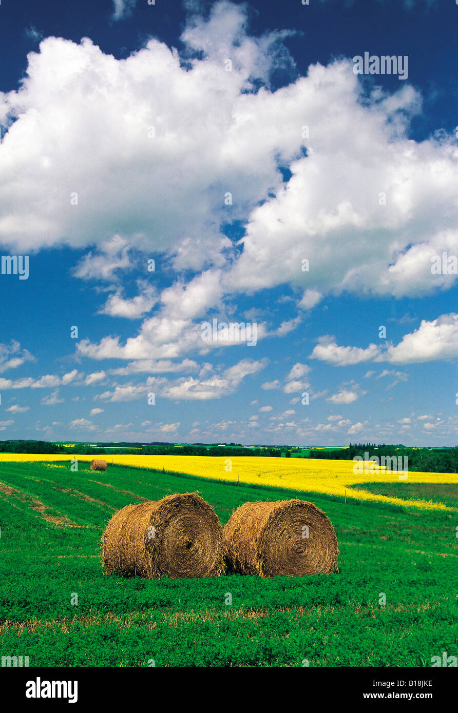 alfalfa, canola fields, Tiger Hills near Somerset, Manitoba, Canada Stock Photo