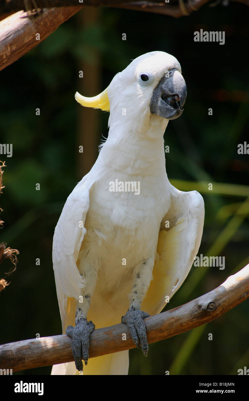 Yellow crested Cockatoo Stock Photo
