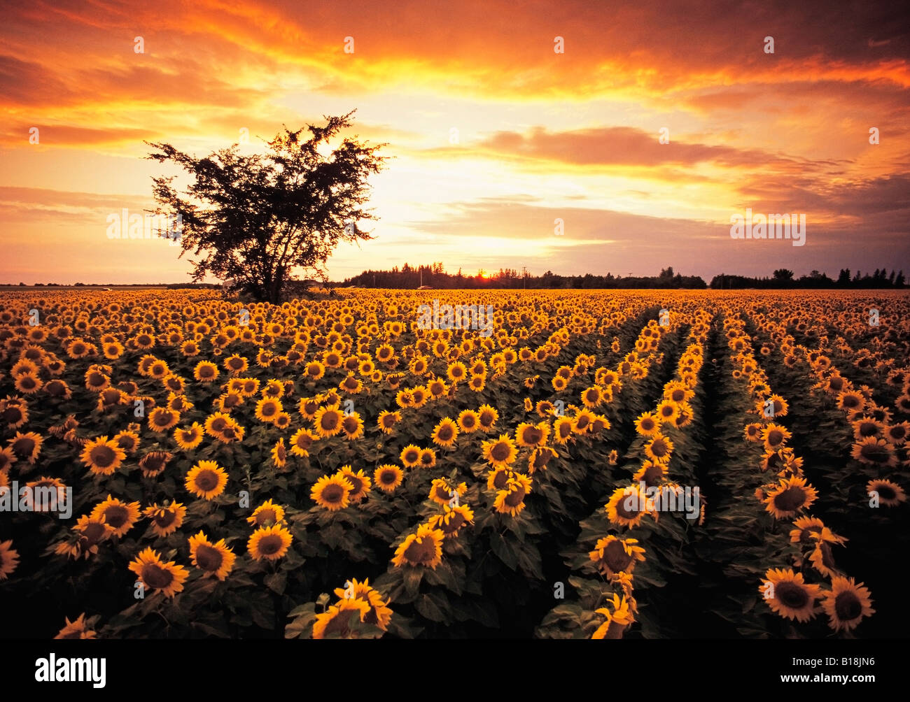 sunflower field near Oakbank, Manitoba, Canada Stock Photo Alamy