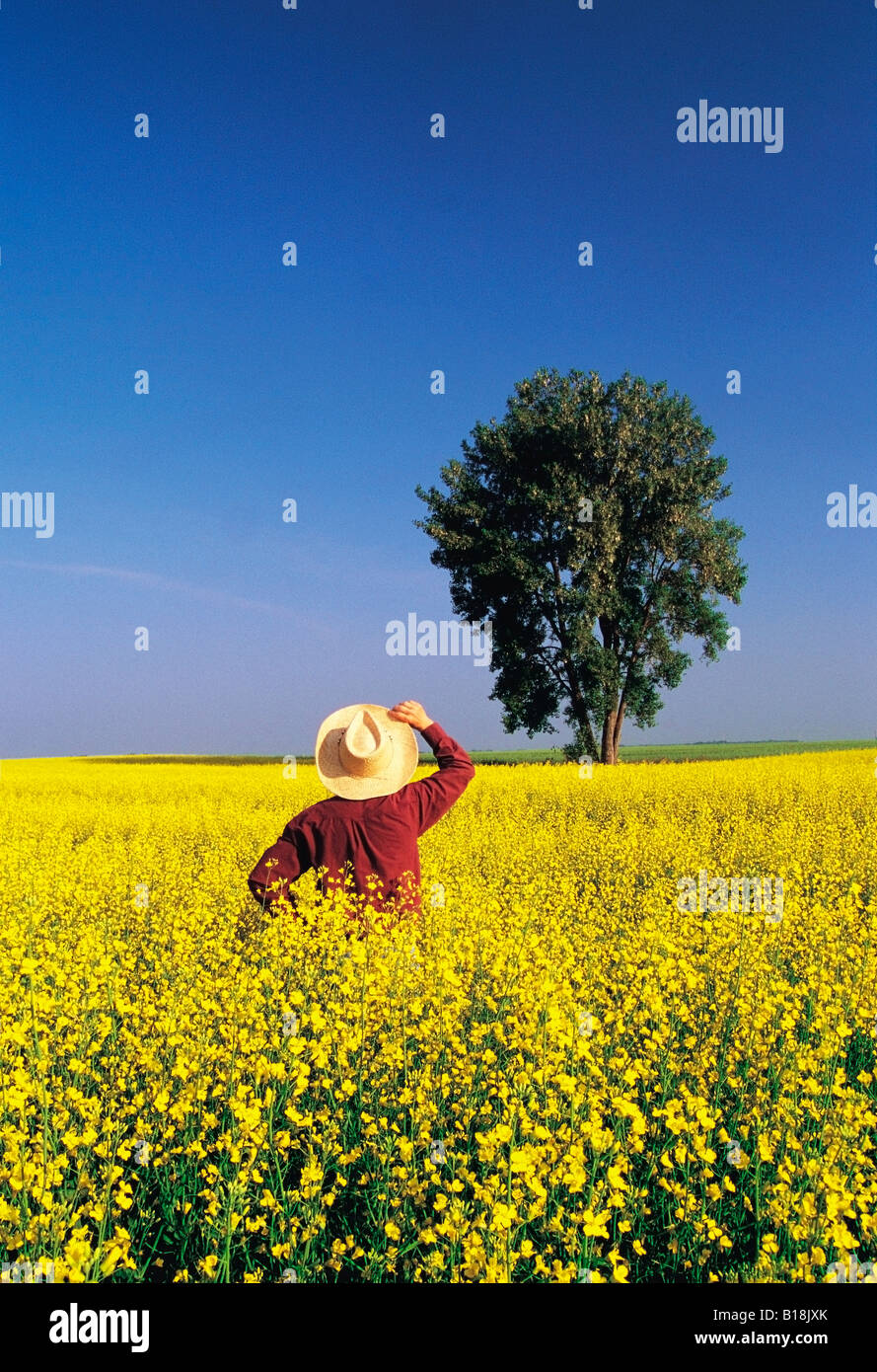 man in blooming canola field with cottonwood tree in background, Manitoba, Canada Stock Photo