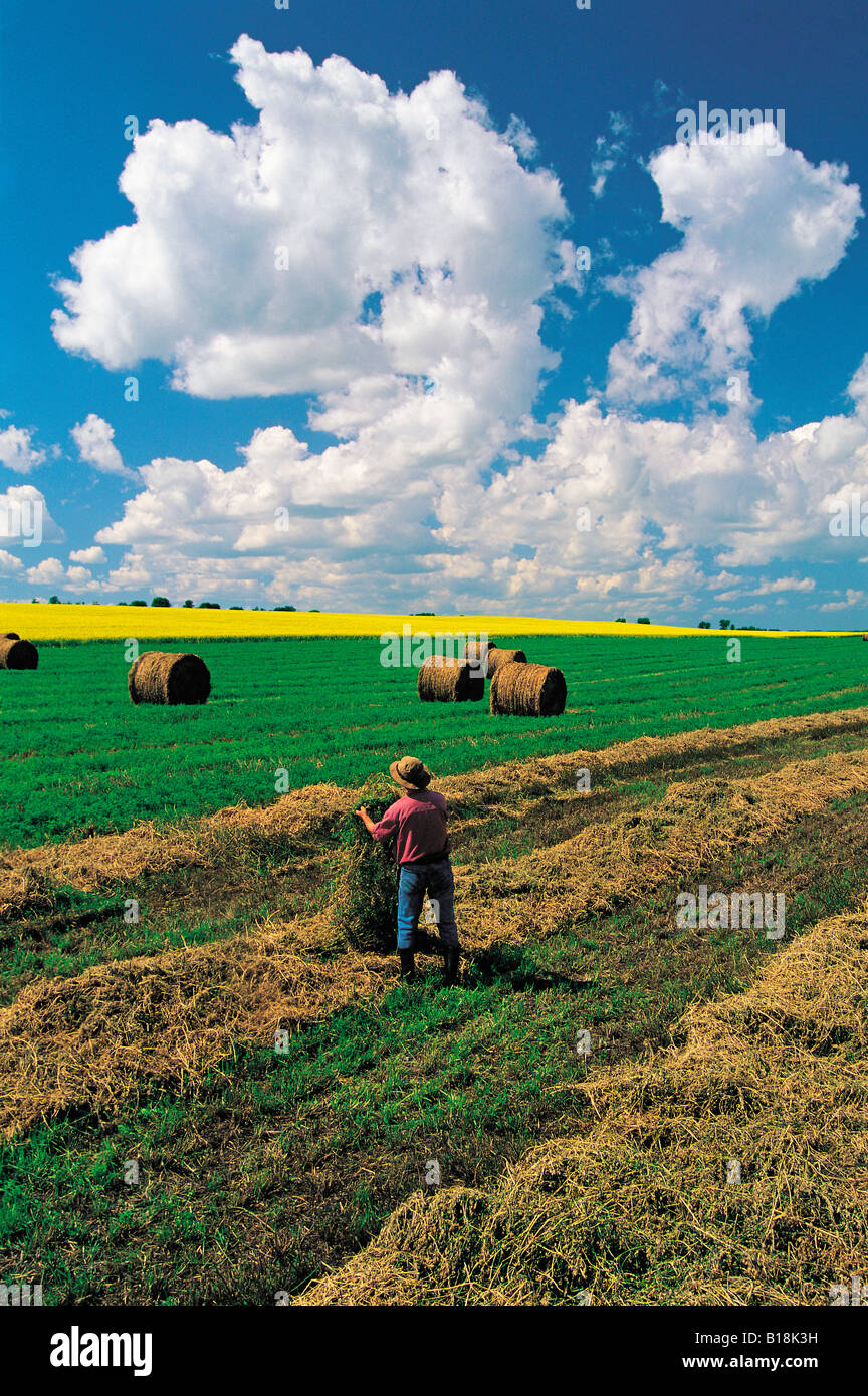 checking alfalfa near Somerset, Manitoba, Canada Stock Photo - Alamy