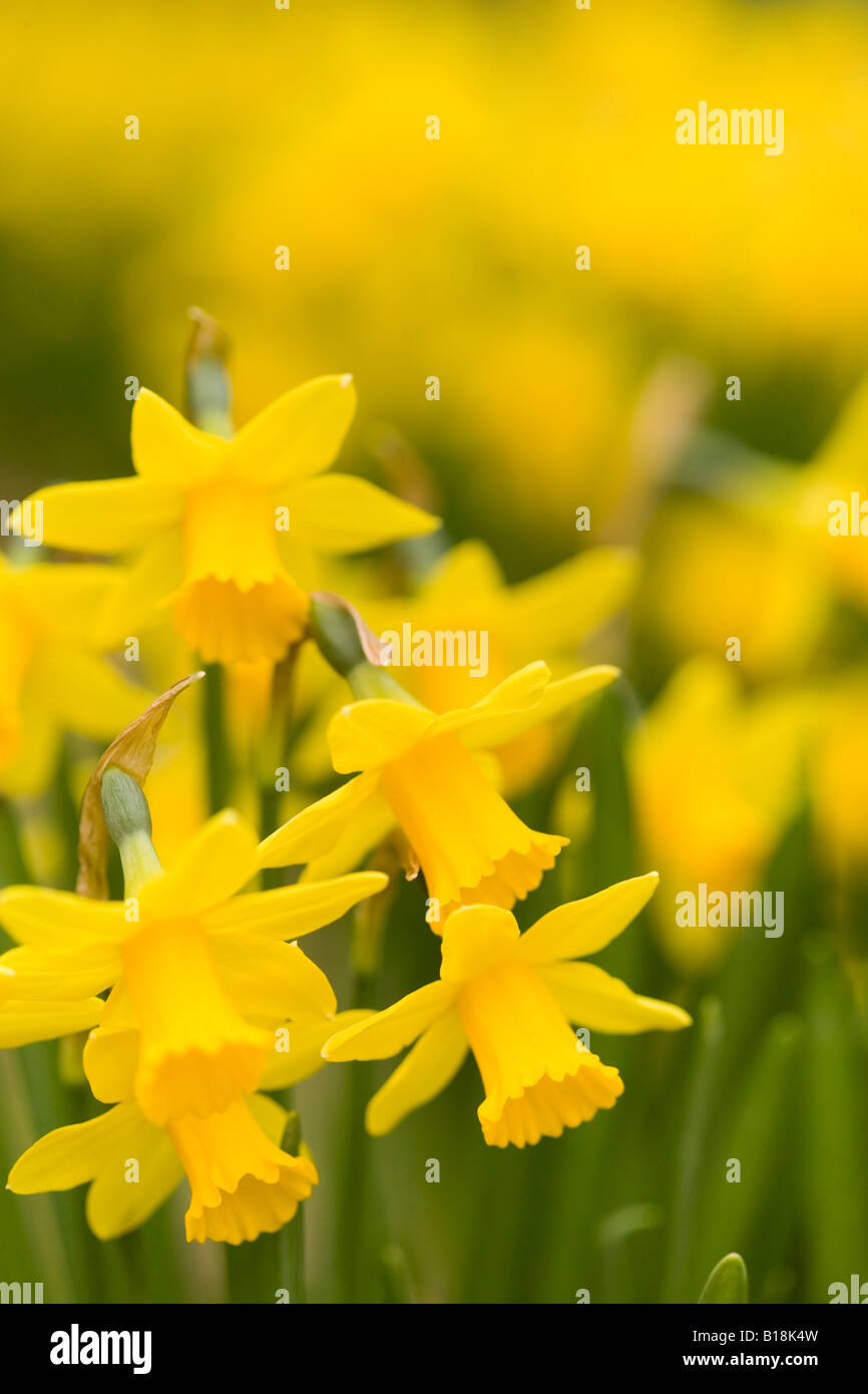 Daffodils in spring Stock Photo Alamy