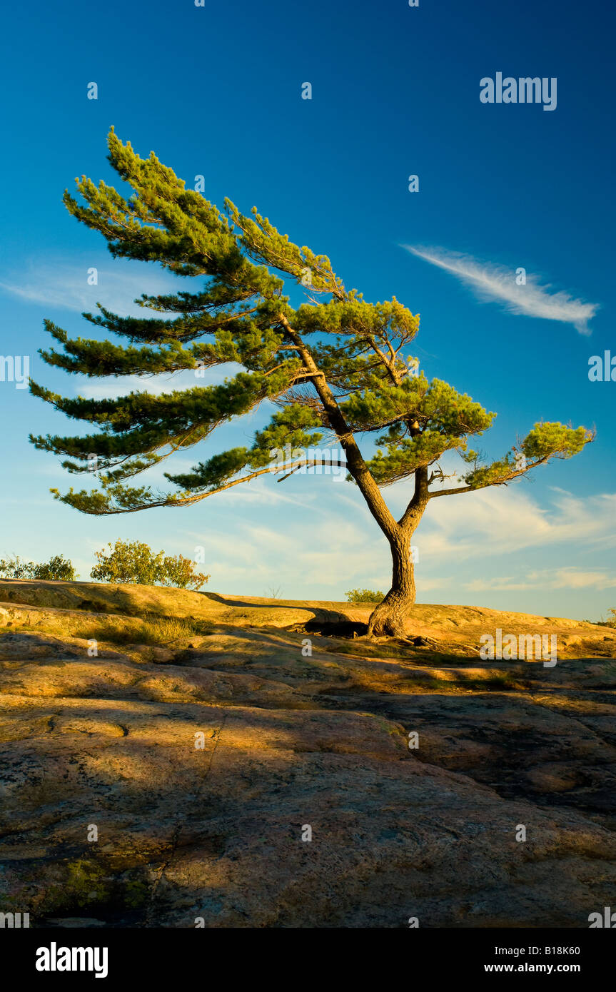 Eastern White Pine (Pinus strobus) shaped by the wind, Killbear Provincial Park, Ontario, Canada Stock Photo