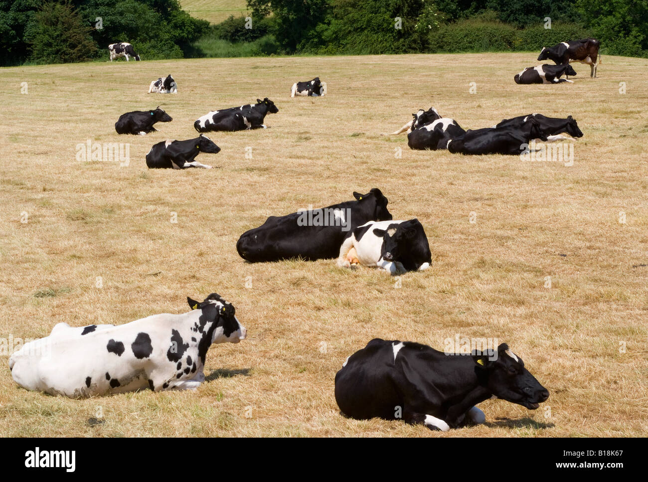 A Herd of Friesian Dairy Cows Relaxing in a Field Alongside the Trent ...