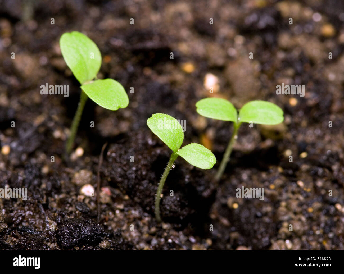 Seedlings growing in organic compost Stock Photo