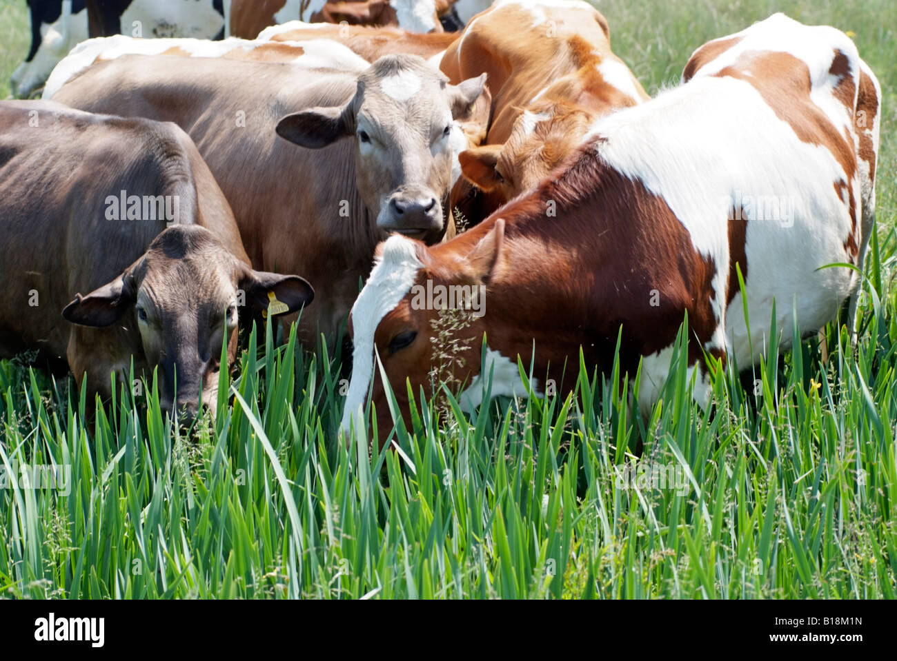 Herd of cows grazing in a field of buttercups English countryside UK ...