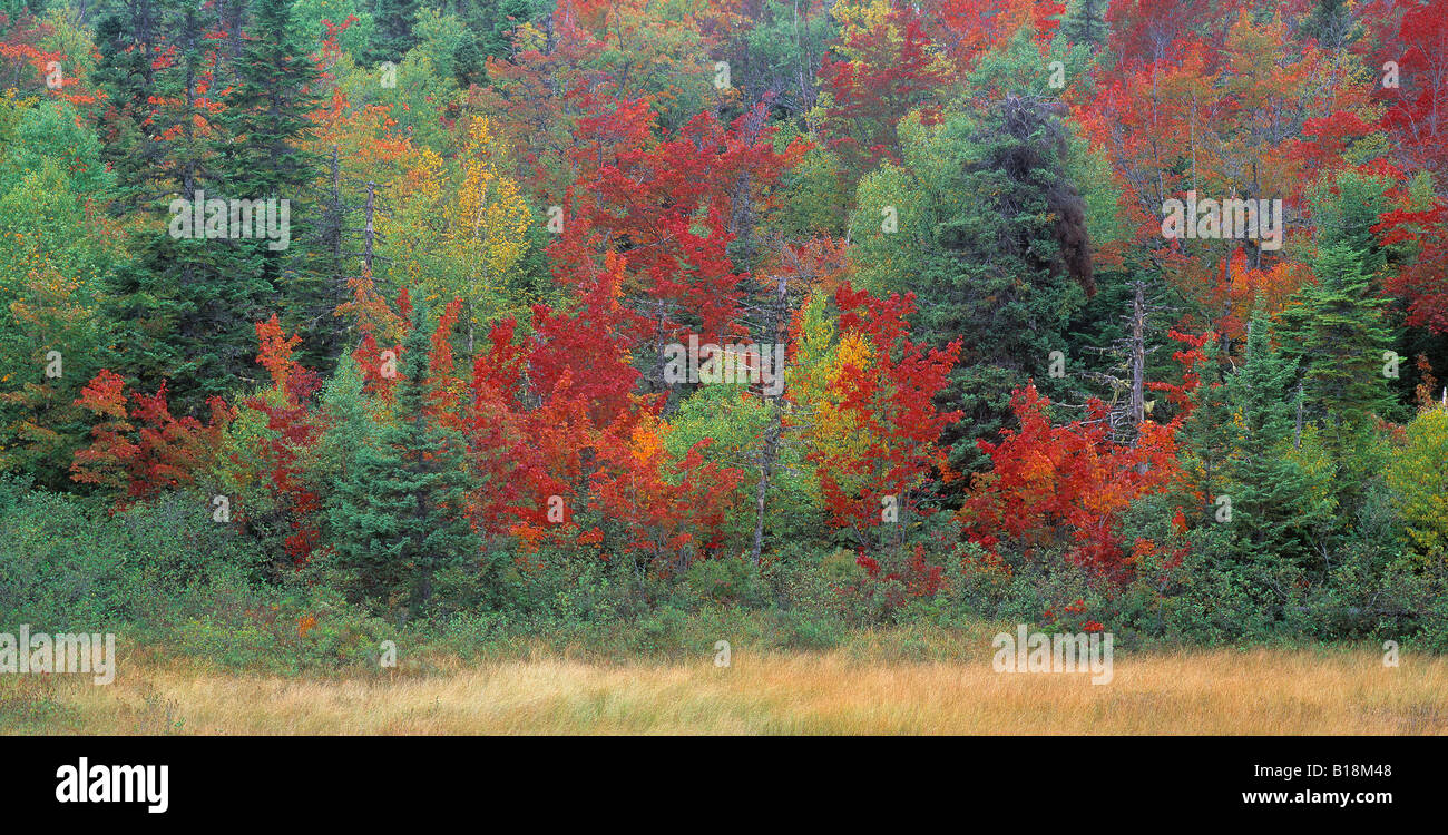 Fall Colours, Gros Morne National Park, Newfoundland, Canada Stock Photo