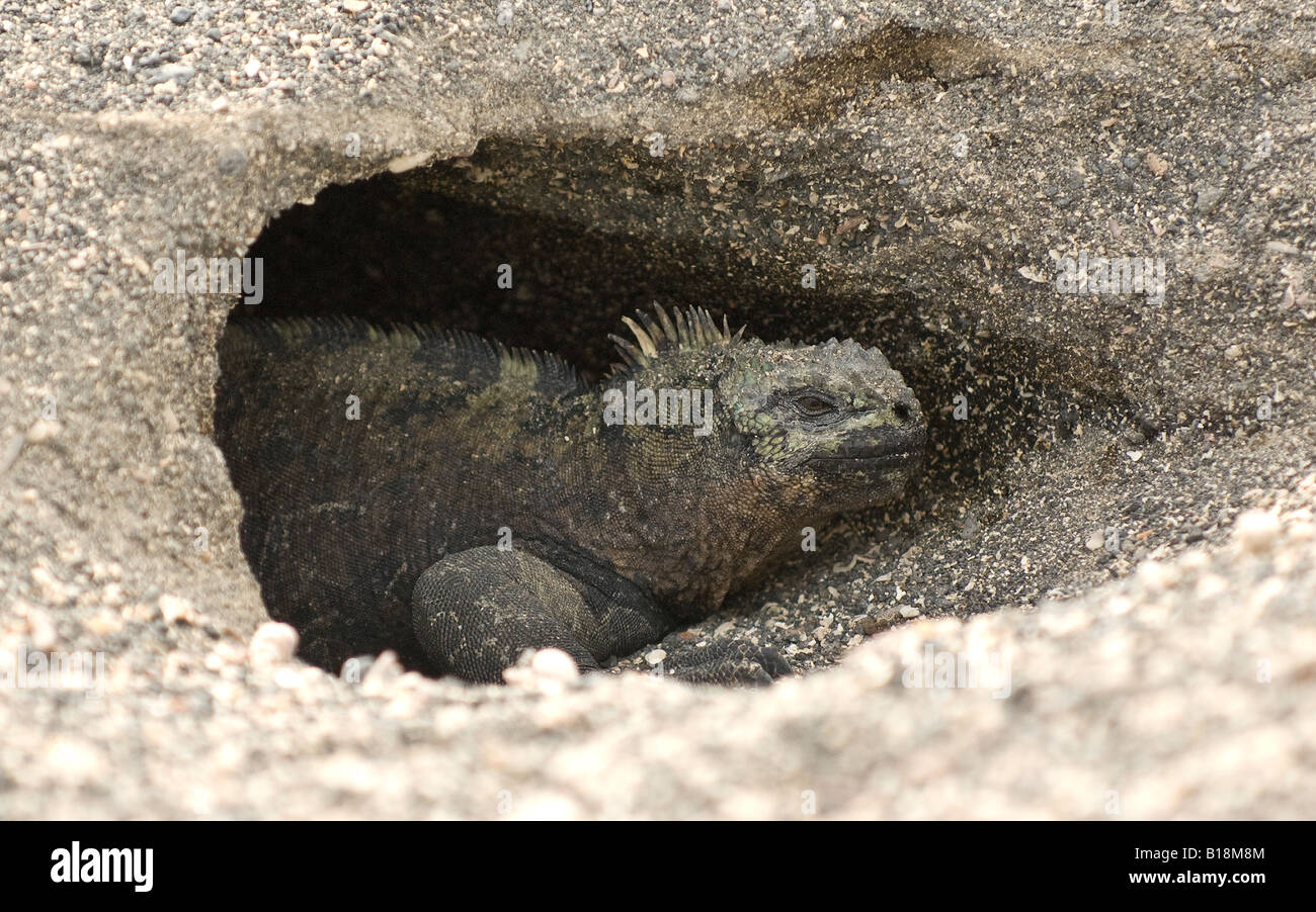 Iguana eggs hires stock photography and images Alamy