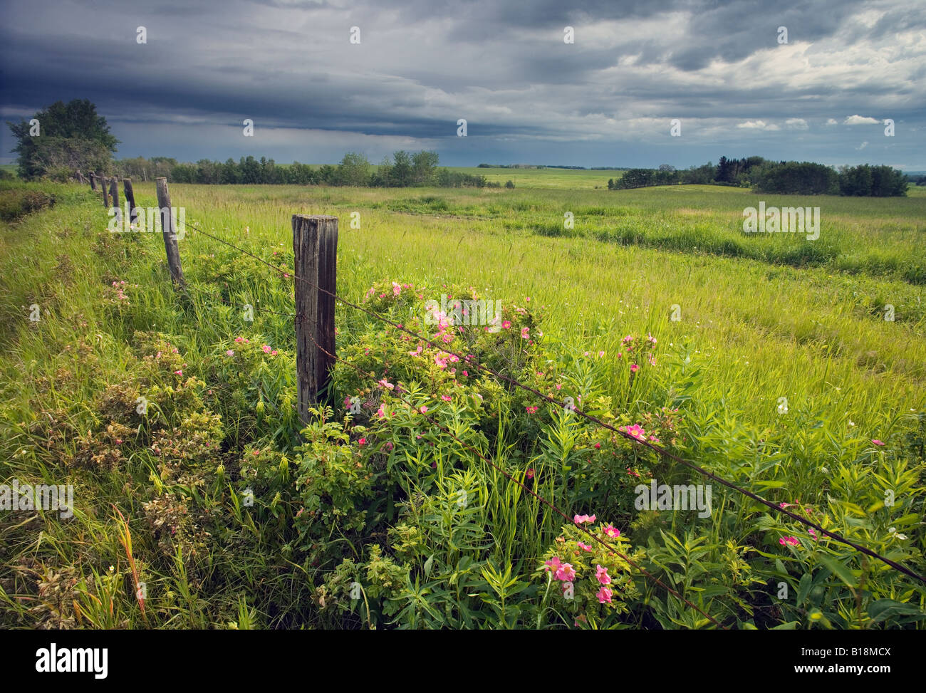 Alberta wild rose hires stock photography and images Alamy