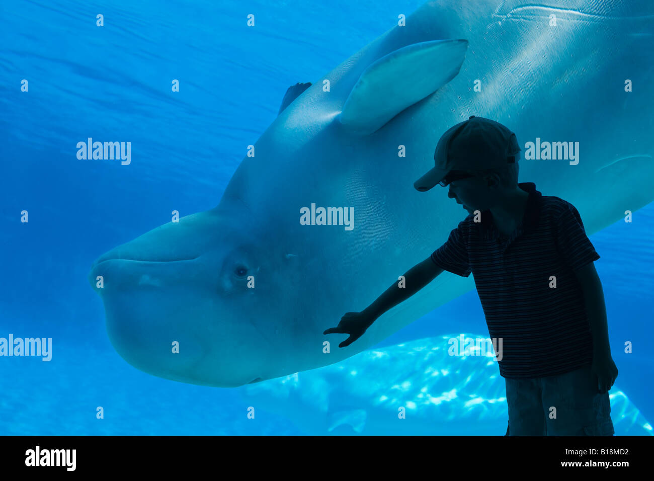 Beluga Whales And Boy At Marineland Niagara Falls Ontario Canada Stock ...