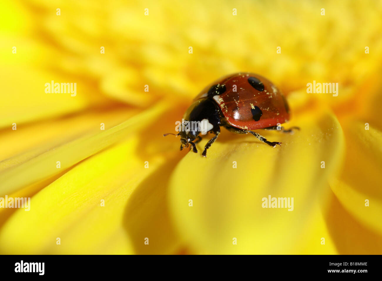 Lady bug walking on yellow gerber daisy flower Stock Photo