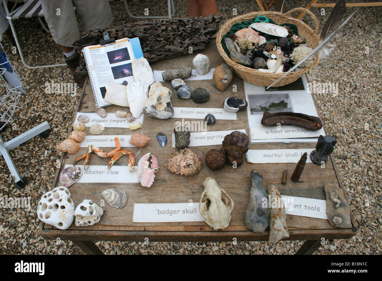 Nature Table Birling Gap East Sussex Stock Photo - Alamy