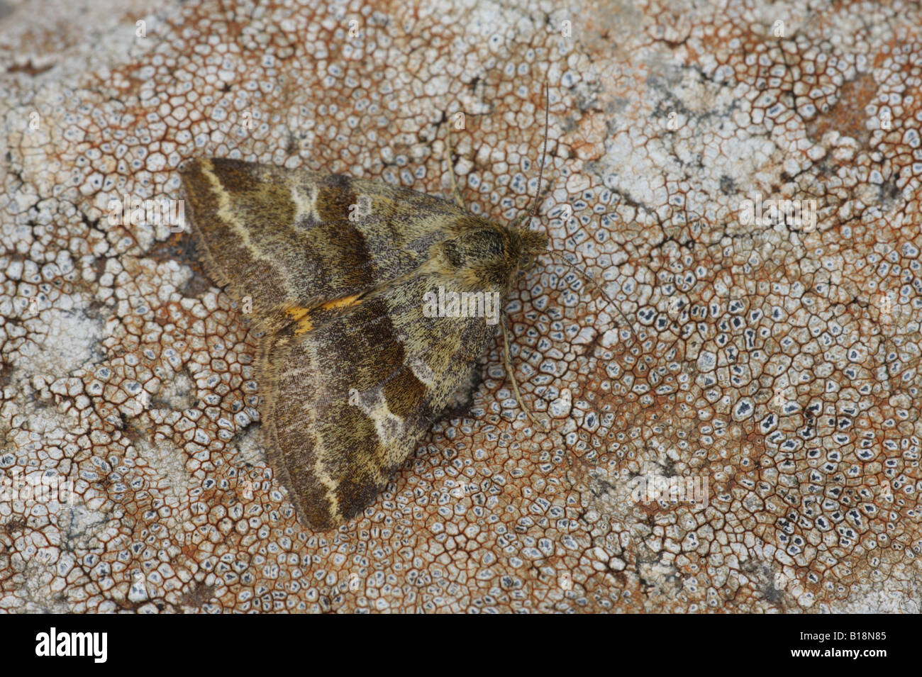 Moth - Synthymia fixa Stock Photo