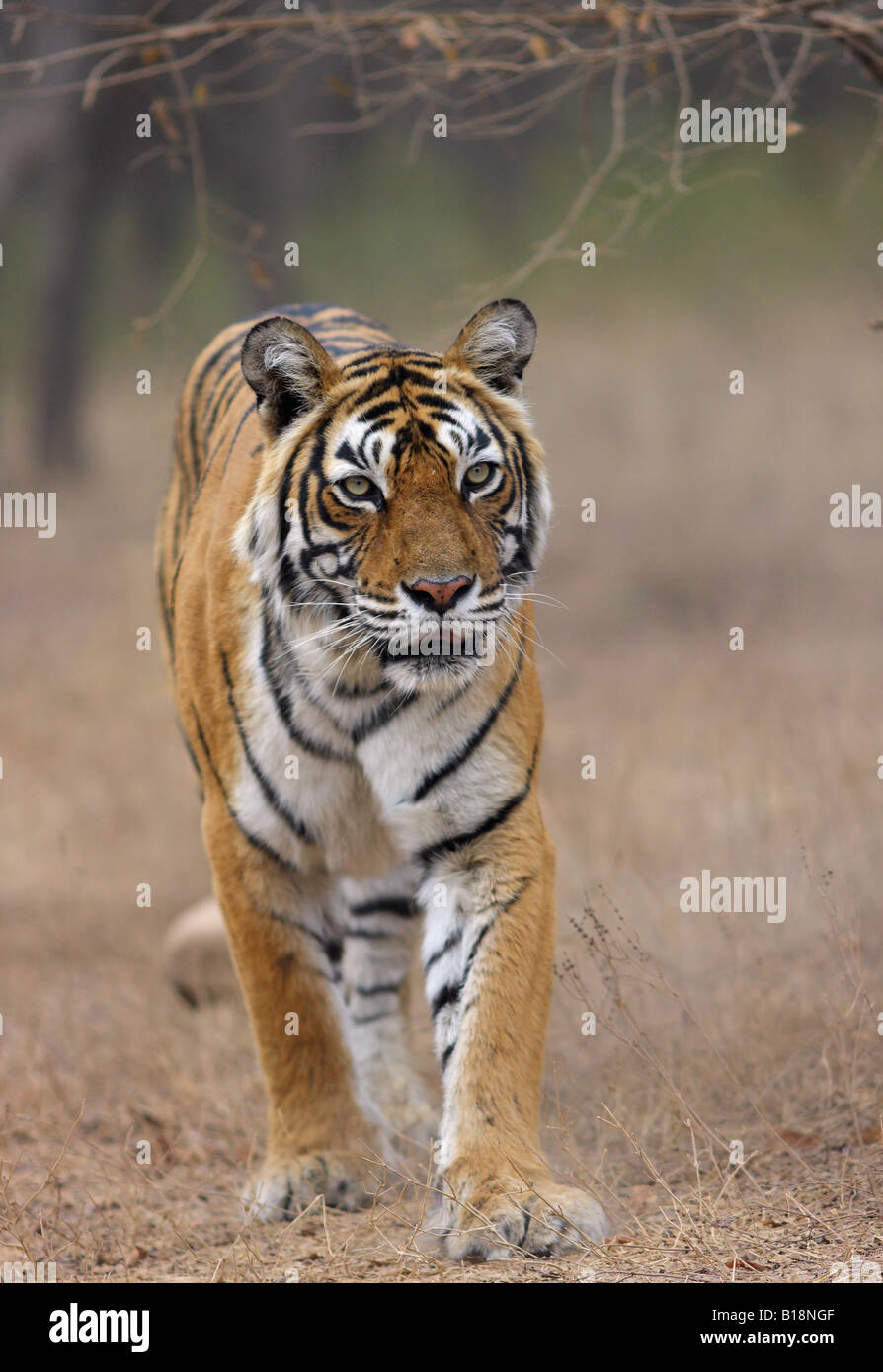 Bengal Tiger machali looking prey Ranthambore. (Panthera Tigris) Stock Photo