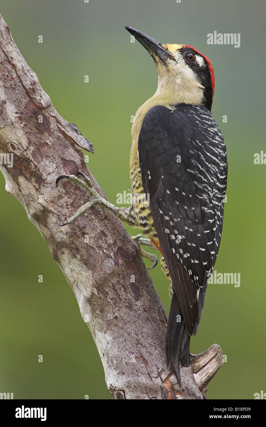 A Black-cheeked Woodpecker (Melanerpes pucherani) in Costa Rica. Stock Photo