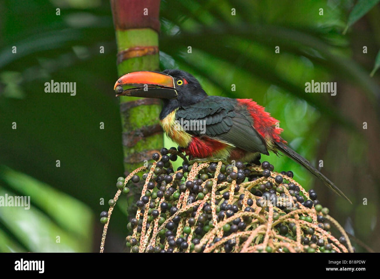 A Fiery-billed Aracari (Pteroglossus frantzii) eating fruit in Costa Rica. Stock Photo