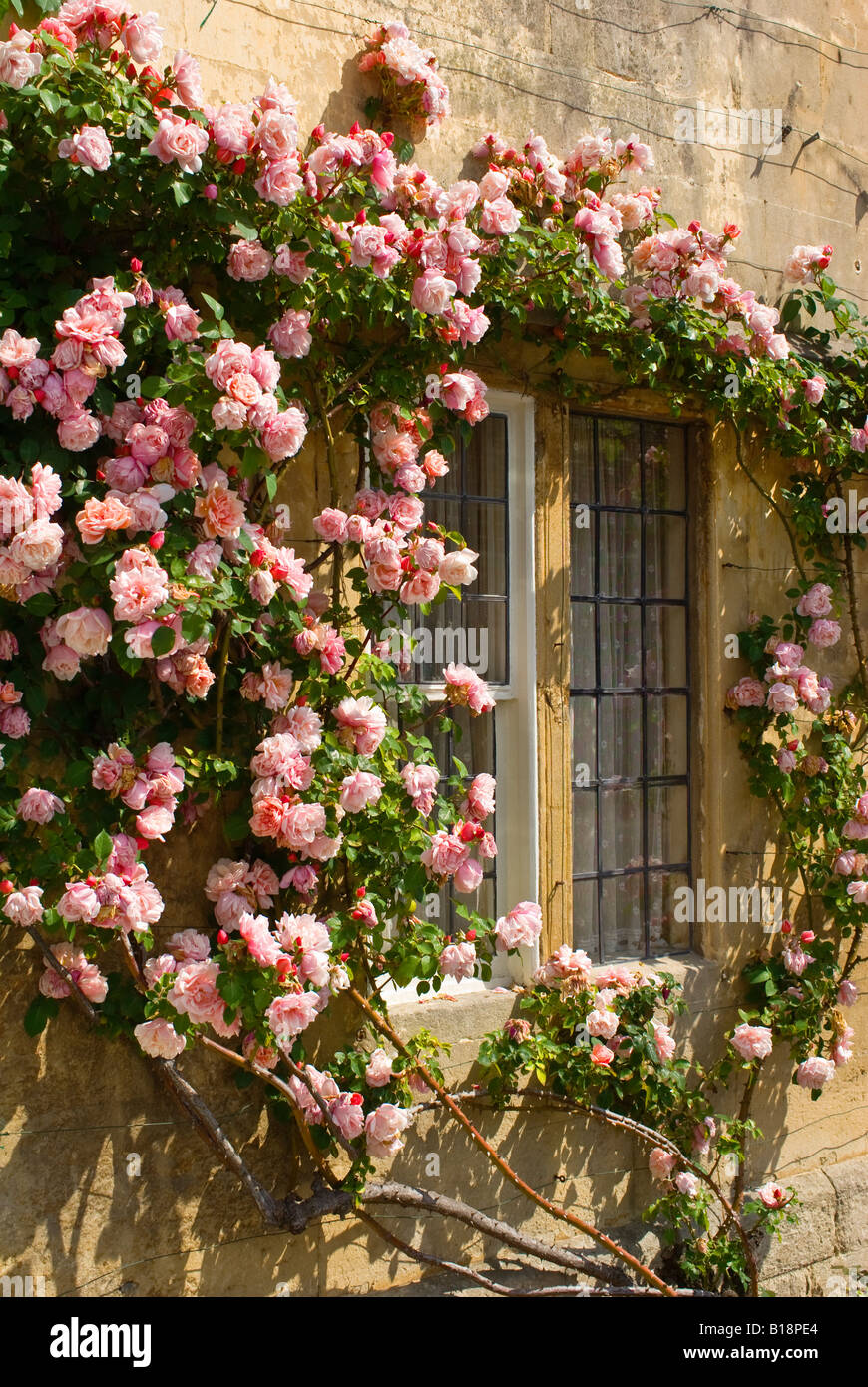 Pink rose Albertine encircles window of old stone cottage in West Country UK Stock Photo