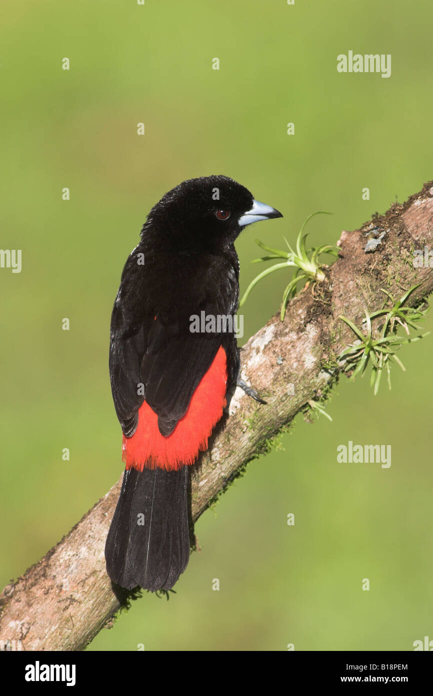 A male Scarlet-rumped Tanager (Ramphocelus passerinii) in Costa Rica. Stock Photo